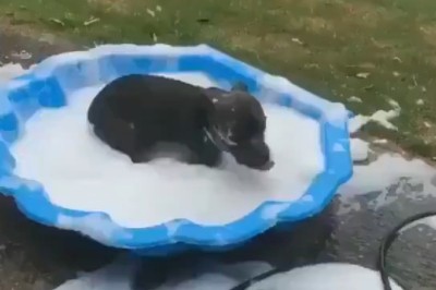 Splash-tastic Dogs: The Ultimate Water Play Compilation!