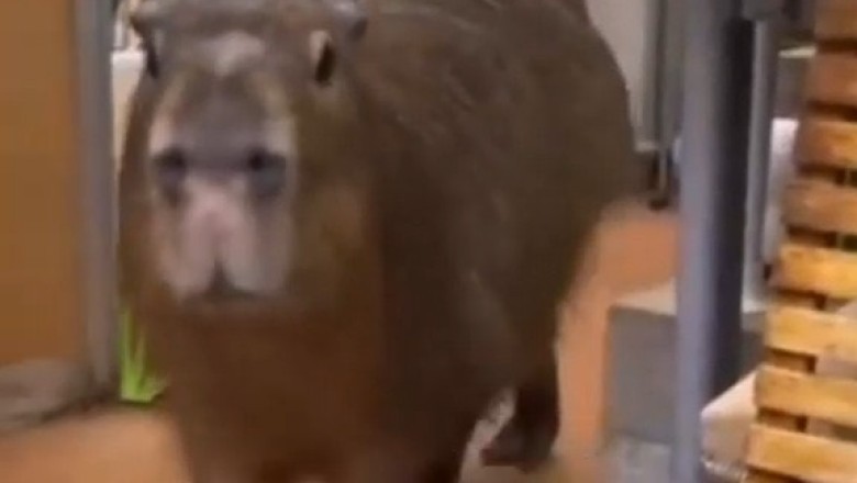 The Capybara Chronicles: HILARIOUS Moments You Won't Believe!