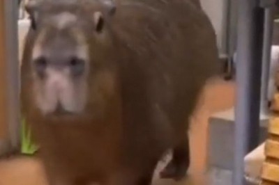 The Capybara Chronicles: HILARIOUS Moments You Won't Believe!