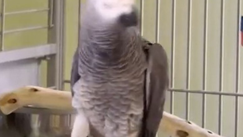 The Hilarious Antics of a Goofy Parrot: Pure Comedy Gold! 🦜