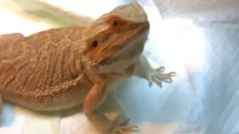 This Lizard's Love for Food is HILARIOUS! 😂🍽️ | Must-See Funny Video!