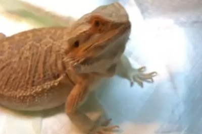 This Lizard's Love for Food is HILARIOUS! 😂🍽️ | Must-See Funny Video!