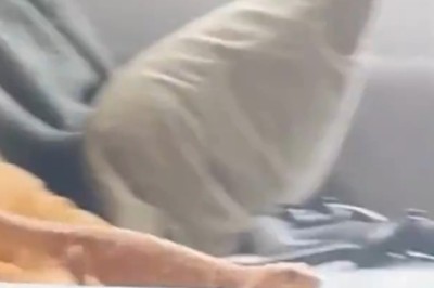 Unbelievable Lizard Wall Climb: The Ultimate Reptile Showdown! 🦎🏆