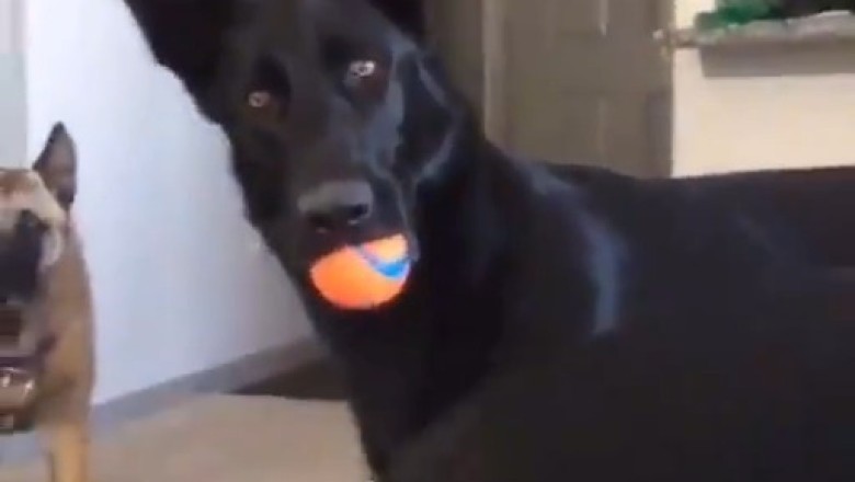 Unleashed Talent: Hilarious Trained Dogs Show Off Their Skills!