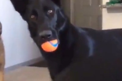 Unleashed Talent: Hilarious Trained Dogs Show Off Their Skills!