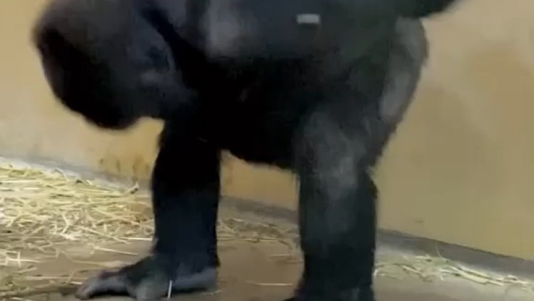 Watch This Gorilla Steal the Show with Epic Folk Dance Moves! 🦍🎶