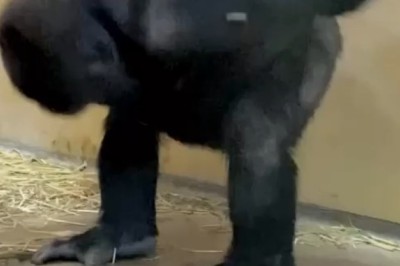 Watch This Gorilla Steal the Show with Epic Folk Dance Moves! 🦍🎶