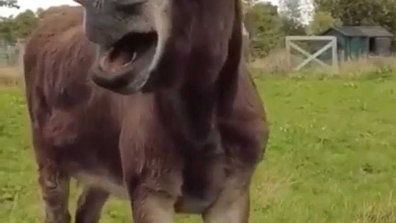 You Won't Believe This Donkey's Sarcastic Laugh!