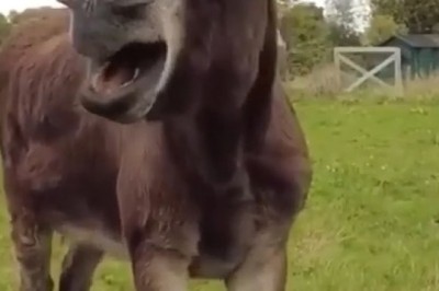 You Won't Believe This Donkey's Sarcastic Laugh!