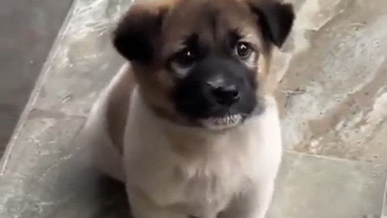 Adorable Puppy Goes to Hilarious Lengths to Get His Food – You Won't Believe This!