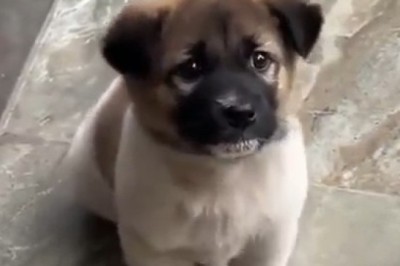 Adorable Puppy Goes to Hilarious Lengths to Get His Food – You Won't Believe This!