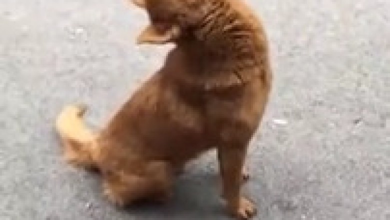 Adorable Sleeping Dog Captivates Hearts: Viral Video Melts Viewers Worldwide!