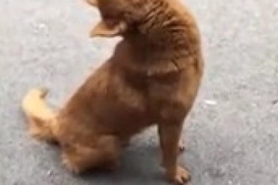 Adorable Sleeping Dog Captivates Hearts: Viral Video Melts Viewers Worldwide!