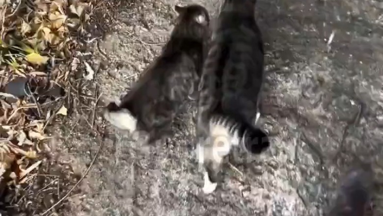 Cat-tastrophe in the Forest: Hilarious Adventures of a Woman and Her Mischievous Cats!