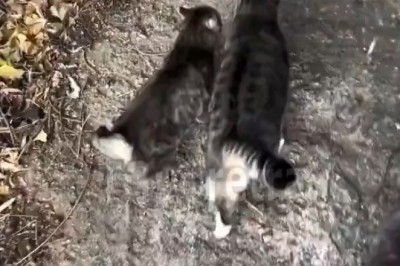 Cat-tastrophe in the Forest: Hilarious Adventures of a Woman and Her Mischievous Cats!