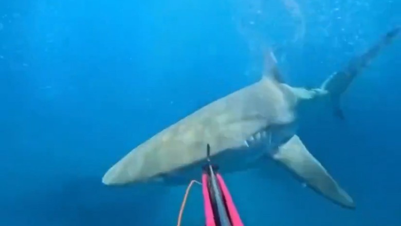 Diver's Incredible Close Call with Shark: Heroic Escape Caught on GoPro!