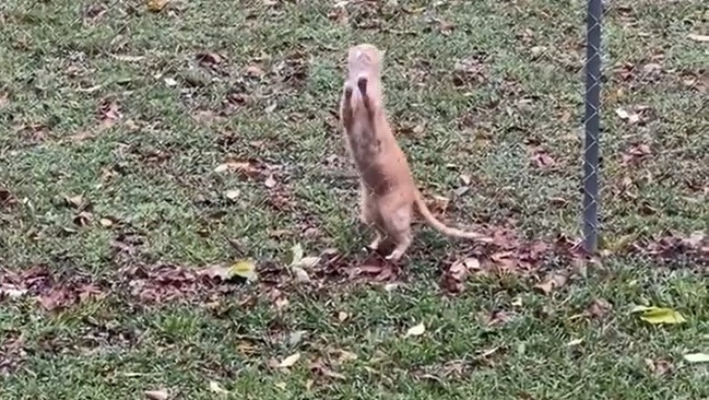 Dog vs. Cat: The Great Yard Escape!