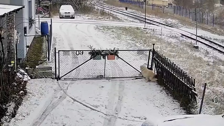 Epic Showdown: Dog Barks at Boar and the Result Will Leave You in Stitches!