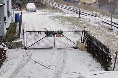 Epic Showdown: Dog Barks at Boar and the Result Will Leave You in Stitches!