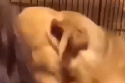 Heartwarming Moments: Dog Thanks Woman Who Saved Her!
