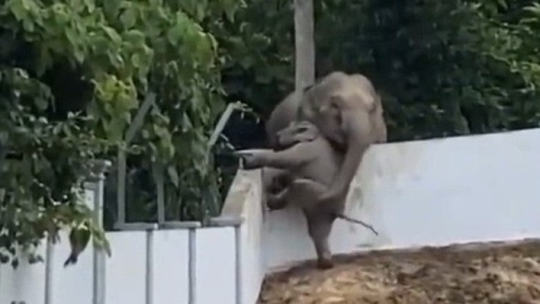 Heartwarming Rescue: Mother Elephant Saves Calf Trapped In Government Complex – A Viral Tale Of Maternal Love!