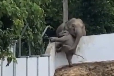 Heartwarming Rescue: Mother Elephant Saves Calf Trapped In Government Complex – A Viral Tale Of Maternal Love!