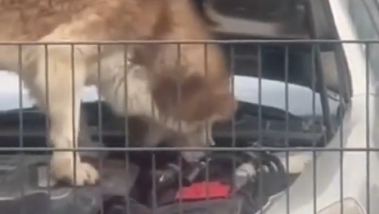 Hilarious Auto Mechanic Dog: Watch This Pup 'Fix' Cars Like a Pro!
