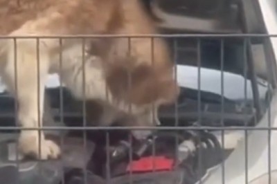 Hilarious Auto Mechanic Dog: Watch This Pup 'Fix' Cars Like a Pro!