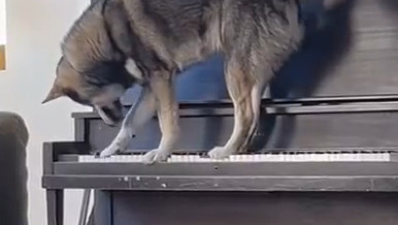 Hilarious Dog Takes Center Stage as a Piano 'Player' - You Won't Believe This!