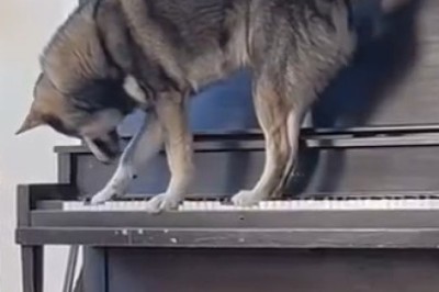 Hilarious Dog Takes Center Stage as a Piano 'Player' - You Won't Believe This!