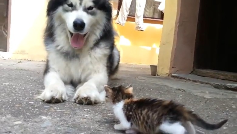 Hilarious Encounter: Fearless Kitten Terrifies Full-Grown Dog – You Won't Believe This!