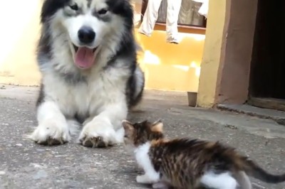 Hilarious Encounter: Fearless Kitten Terrifies Full-Grown Dog – You Won't Believe This!