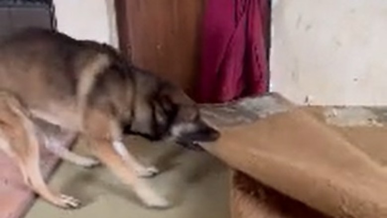 Hilarious Home Renovation: Dog's DIY Adventures Take Over the House!