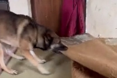 Hilarious Home Renovation: Dog's DIY Adventures Take Over the House!