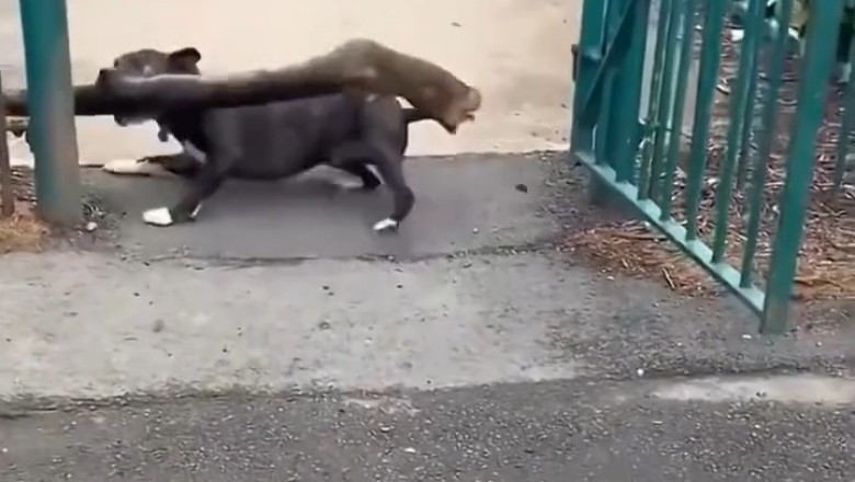 Hysterical Dogs Taking Tumbles: Epic Fails & Funny Moments!