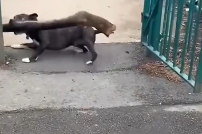 Hysterical Dogs Taking Tumbles: Epic Fails & Funny Moments!