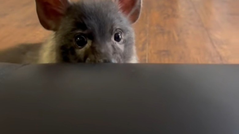 Is It a Cat, a Dog, or Something Completely New?