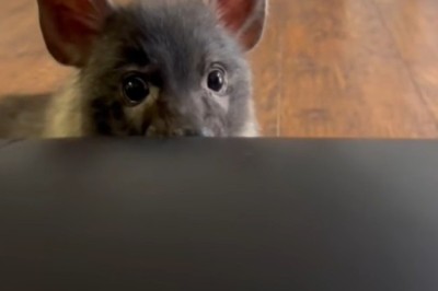 Is It a Cat, a Dog, or Something Completely New?