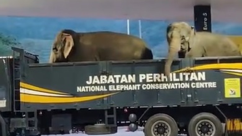 Majestic Elephants Stun At Petrol Station: Viral Video Captures Unforgettable Moment In Malaysia!