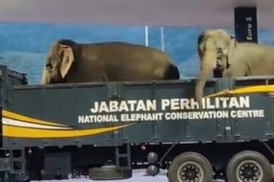 Majestic Elephants Stun At Petrol Station: Viral Video Captures Unforgettable Moment In Malaysia!