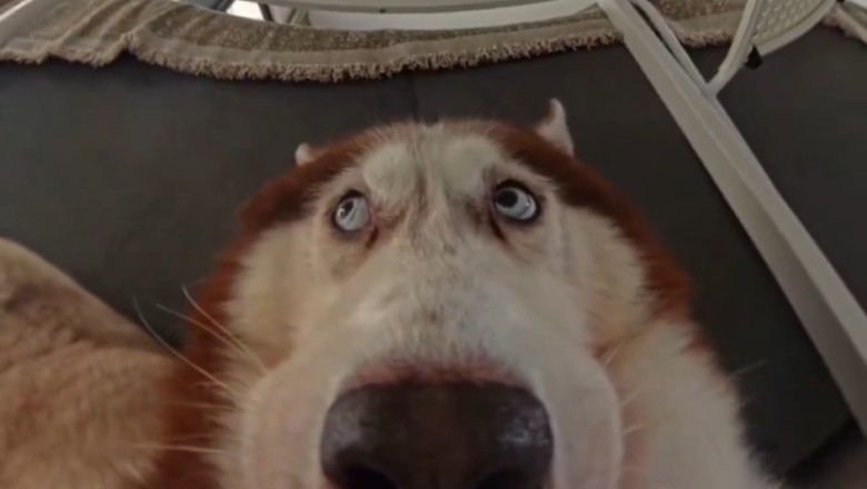 Sneaky Pup: Watch This Trouble-Making Dog Hide from Its Owner!
