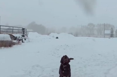 Snow Day Shenanigans: Watch This Dog Go Bonkers with His Favorite Ball!