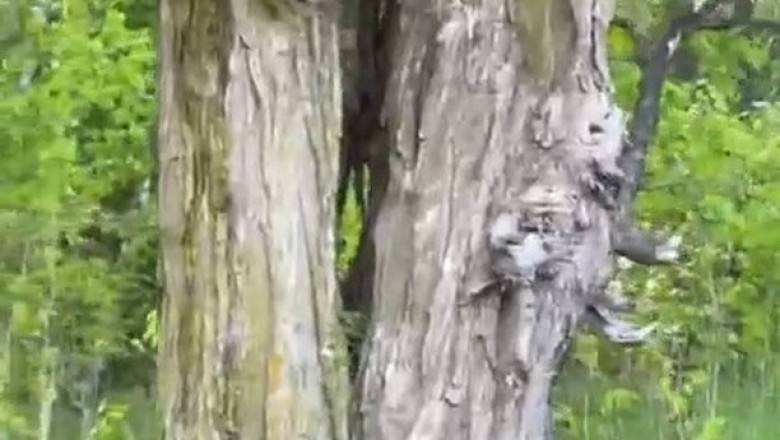 Spooky Tree Captivates Tiktok: Mysterious Figure Emerges From Nature's Masterpiece!