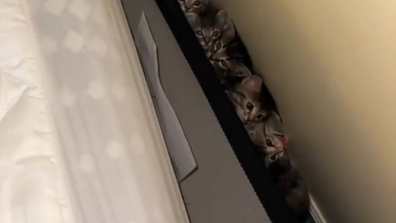Surprise! Man Discovers Adorable Kittens Behind His Bed - Heartwarming Rescue!