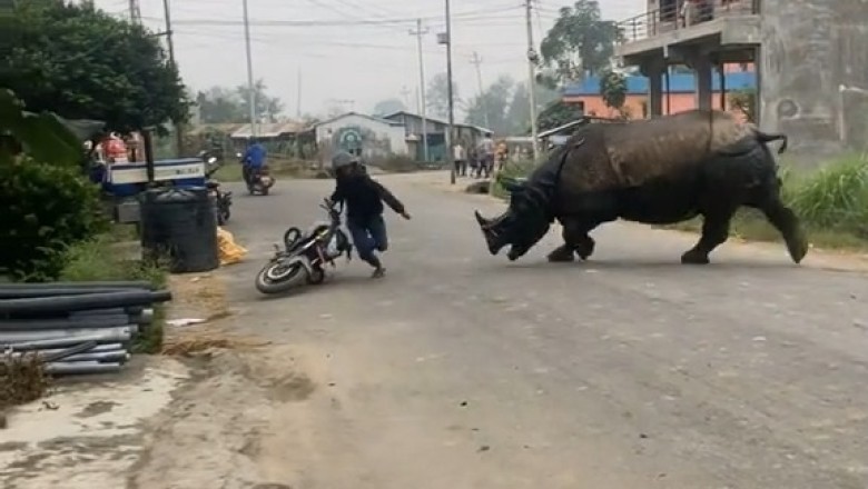 Terrifying Rampaging Rhino Caught On Camera: Over 36 Million Views Of Chilling Encounter In Nepal!