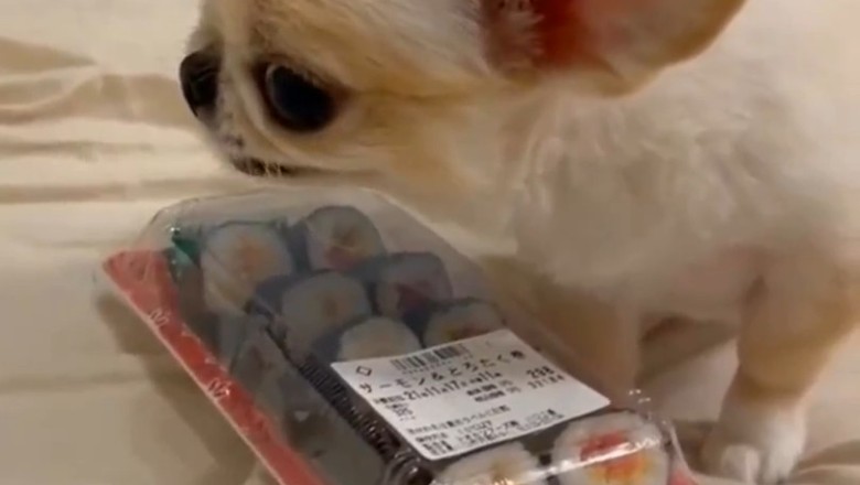 The Cutest Guardian: Small Dog vs. Mini Rolls!