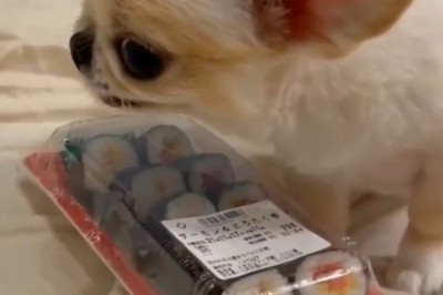 The Cutest Guardian: Small Dog vs. Mini Rolls!