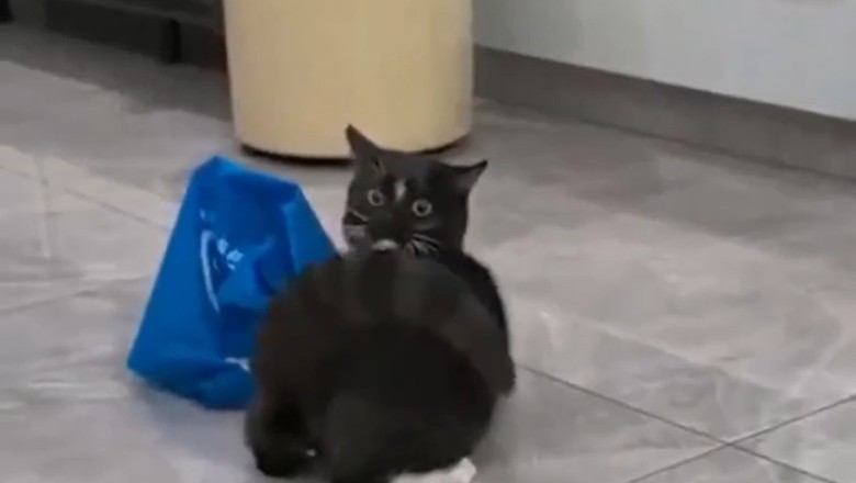 The Funniest Cat Ever: One Feline’s Hilarious Adventures!