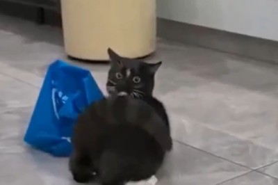 The Funniest Cat Ever: One Feline’s Hilarious Adventures!