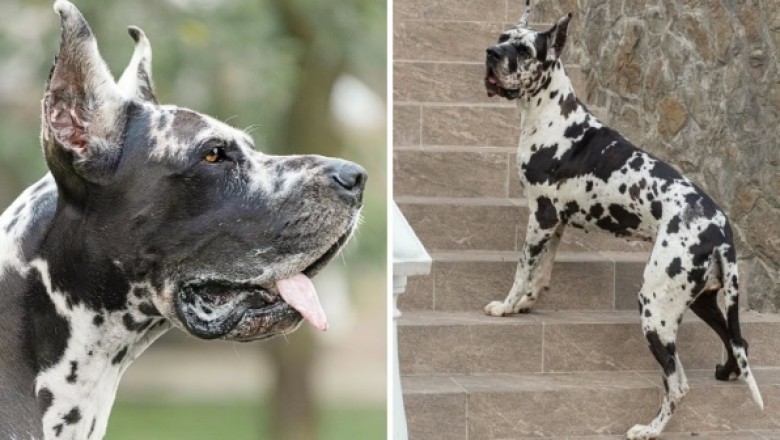 The Heartwarming Truth: Dog Breeds with the Shortest Life Expectancy That Bring Unmatched Love